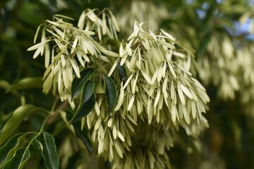 Griffith's ash (Fraxinus griffithii) fruits / Oleaceae evergreen tree