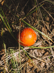 amanita muscaria fly mushroom