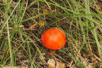 amanita muscaria fly mushroom