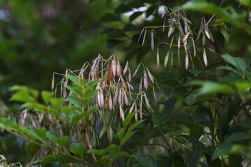Griffith's ash (Fraxinus griffithii) fruits / Oleaceae evergreen tree