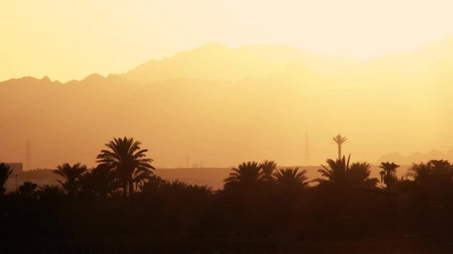 Palm trees and mountains at sunset