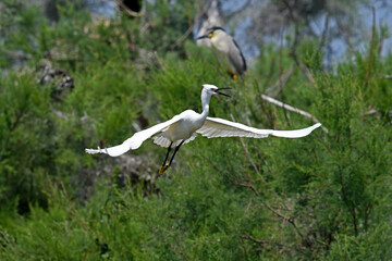 flying Little egret / fliegender Seidenreiher (Egretta garzetta) 
