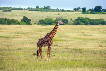  Jeep Safari Masai Mara