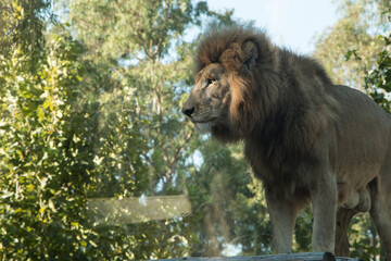 Lion is looking around