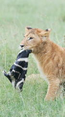 A pride of lions on the plains of the Kenyan Maasai Mara.
