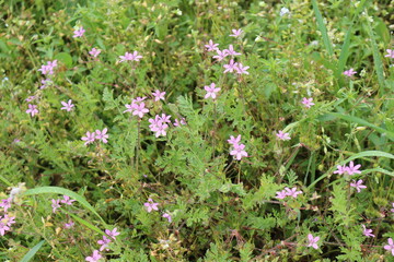 Fototapeta premium Fragrant honey flowers bloom in a summer meadow