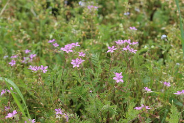 Naklejka premium Fragrant honey flowers bloom in a summer meadow