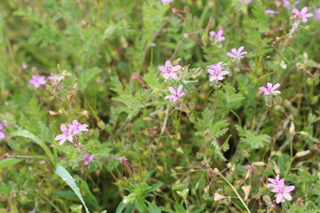 
Fragrant honey flowers bloom in a summer meadow