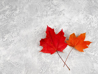 Autumn composition with leaves on white concrete background. Flat lay, copy space.
