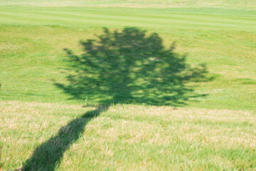 green grass field and trees