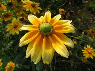 closeup of yellow echinacea in the garden