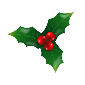 Christmas Holly or ilex with red berries. Traditional Christmas Holly Berry design element. Isolated on white background. Vector illustration.