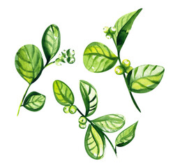 watercolor set of snowberry branches isolated on white