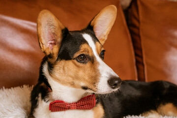Naklejka na ściany i meble cute dog on the couch with a red tie around her neck