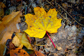 Dry autum leaf on soil in forest