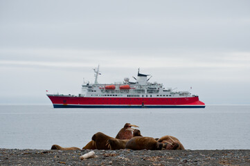 A group of Walrus (odobenus rosmarus) lie on the shore as a wildlife watching expedition tourist...