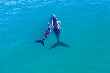 Southern Right Whale calf with mother at Dunsborough in Western Australia 