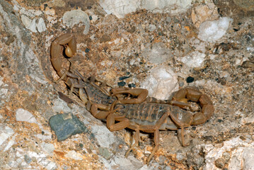 mating of Scorpions / sich paarende Skorpione (Aegaeobuthus gibbosus / Mesobuthus gibbosus) 