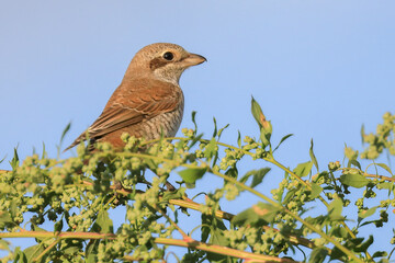 Red-backed Shrike