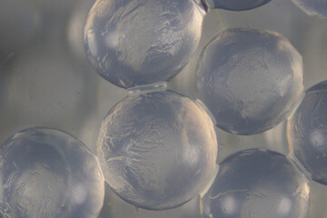 Sodium alginate is a cell wall component of marine brown algae for education in Laboratory.