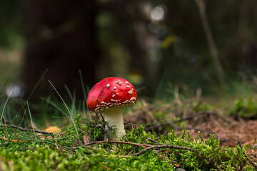 Fliegenpilz