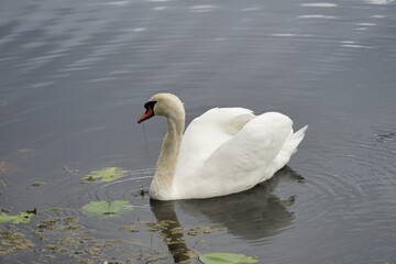 white swan on lake