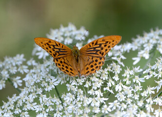 papillon