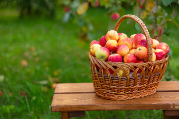 basket with apples stands on wooden bench against background of grass. Harvesting in apple orchard. Side view.