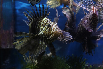 Lionfish (dendrochirus zebra), fish in an aquarium