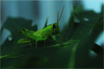 grasshopper on a leaf
