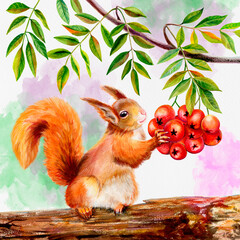 An orange fluffy squirrel sits on a tree and holds rowan berries. Watercolor illustration. White background with watercolor stains, green autumn leaves