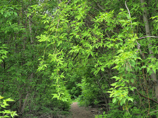 Urbanism in the forest. The road to nowhere.