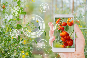 Hand using mobile phone inspecting red cherry tomato agricultural garden with concept modern...