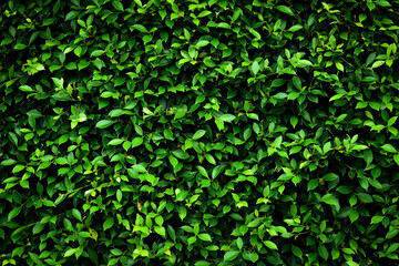 Fototapeta na wymiar Green leaf wall for background or general decoration.
