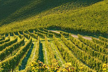 Rows Of Vineyard Grape Vines. Autumn Landscape. Austria south Styria.