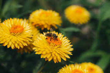 yellow dandelion flower