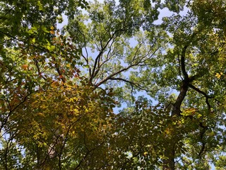 autumn leaves against sky