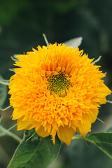 yellow flower