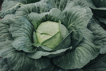 Obraz premium head of cabbage