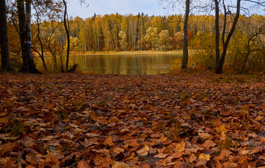 Autumn landscape. Lake shore with fallen leaves on the grass