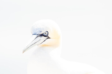 One wild bird in the wild, Northern Gannet on the island of Helgoland on the North Sea in Germany. In high-key