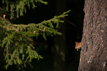 Obraz premium Squirrel holds acorns in its mouth. Squirrel in park. Fall. Autumn. Nature. Wild animals. Hand of squirrel 