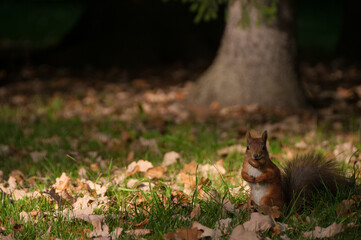 Squirrel holds nuts in its mouth. Squirrel in park. Fall. Autumn. Nature. Wild animals
