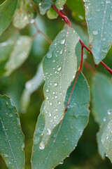 Water droplets on eucalyptus leaves after rain in Walyunga National Park, Perth, Western Australia