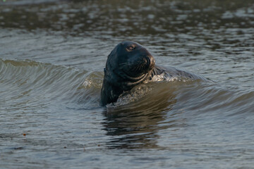 Fototapeta premium A gray seal, Halichoerus grypus. Swimming in the sea with waves, head above water. Rock in the background