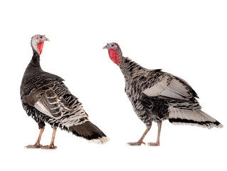  female black and grey turkey isolated on white