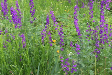 Obraz premium Lilac flowers bloom in the meadow in summer