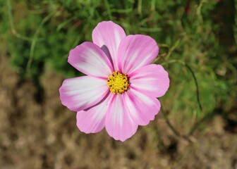 Fototapeta premium pink and white garden cosmos 