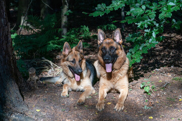 Two beautiful German Shepherd dogs lie together in the forest, sunlight shines on the dog's heads, the tongues sticking out of their mouths. Trees in the background