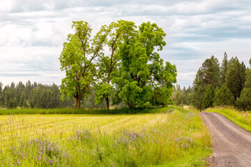 landscape with trees and country road in a rural area of the Flathead Valley, Montana